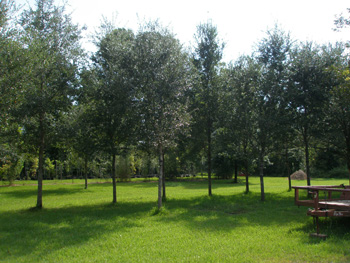 Large Trees ready for transplanting